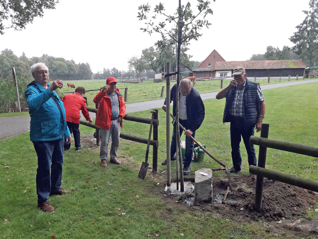 Eiche und „Grenzstein“ mit vereinten Kräften schnell gesetzt